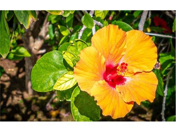 Kapolei Condo 983454