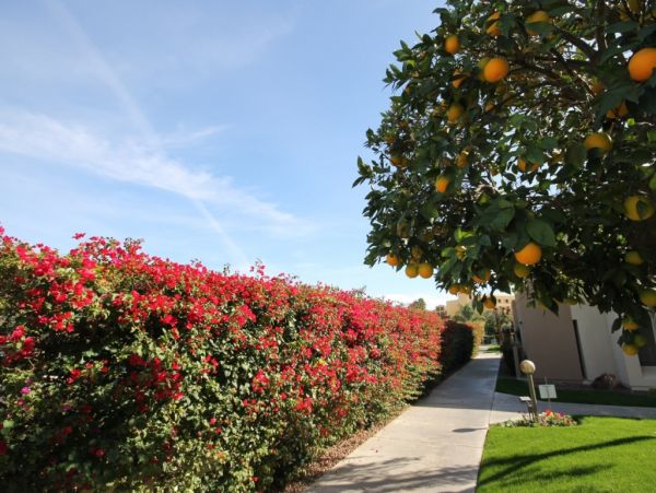 Palm Springs Home 984033