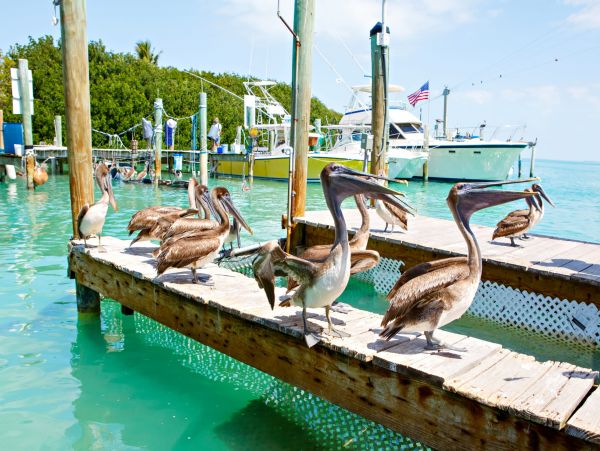 Bay Views Key Largo Vacation Home With Private Pool