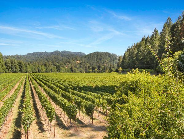Sonoma County Home 984417