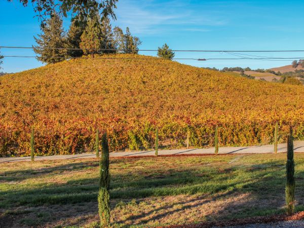 Sonoma County Home 984426