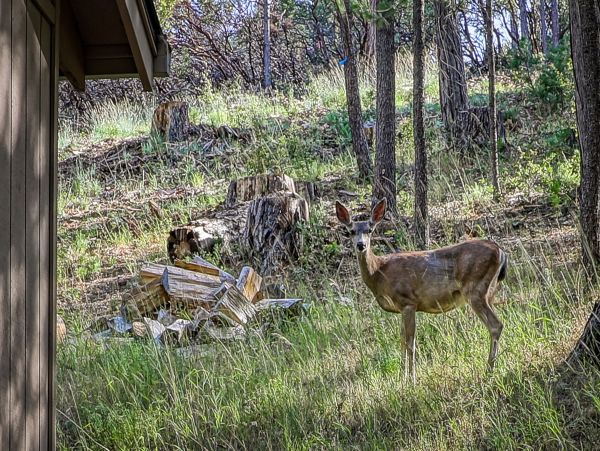 Yosemite Area Home 984611