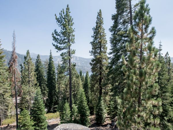 Yosemite Area Home 984669