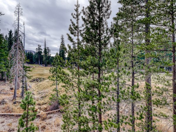 Yosemite Area Home 984680