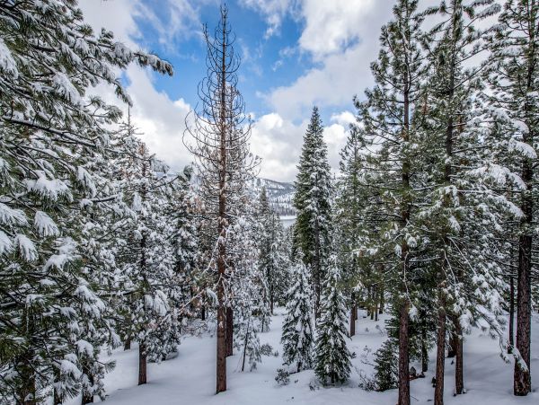 Yosemite Area Home 984682