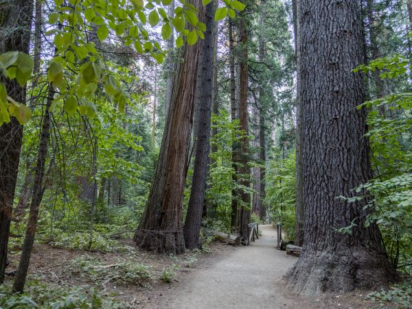 Yosemite Area Home 984816