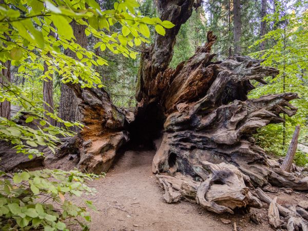 Yosemite Area Home 984819