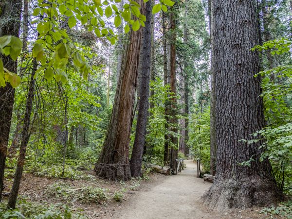 Yosemite Area Home 984819