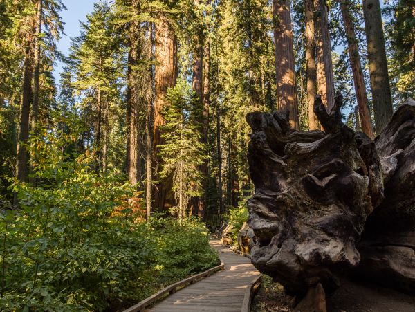 Yosemite Area Home 984819
