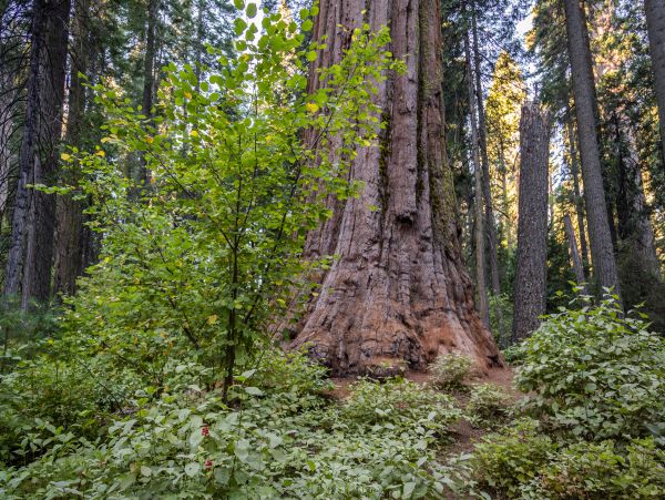 Yosemite Area Home 984819
