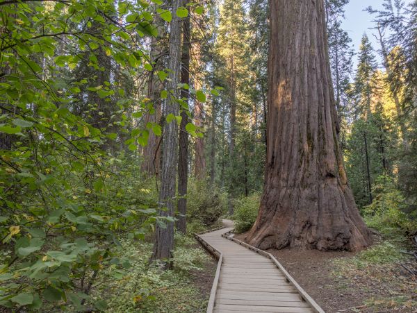 Yosemite Area Home 984819