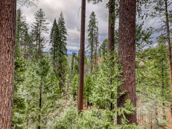 Yosemite Area Home 984819