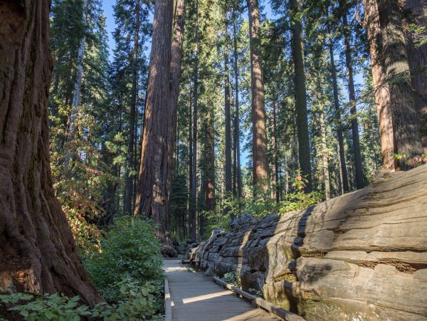 Yosemite Area Home 984824