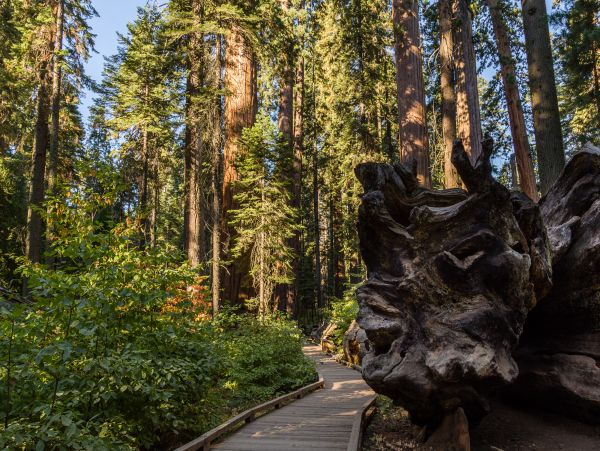 Yosemite Area Home 984826