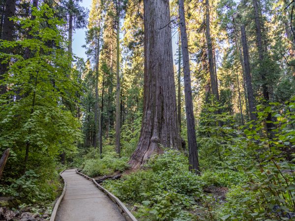 Yosemite Area Home 984827
