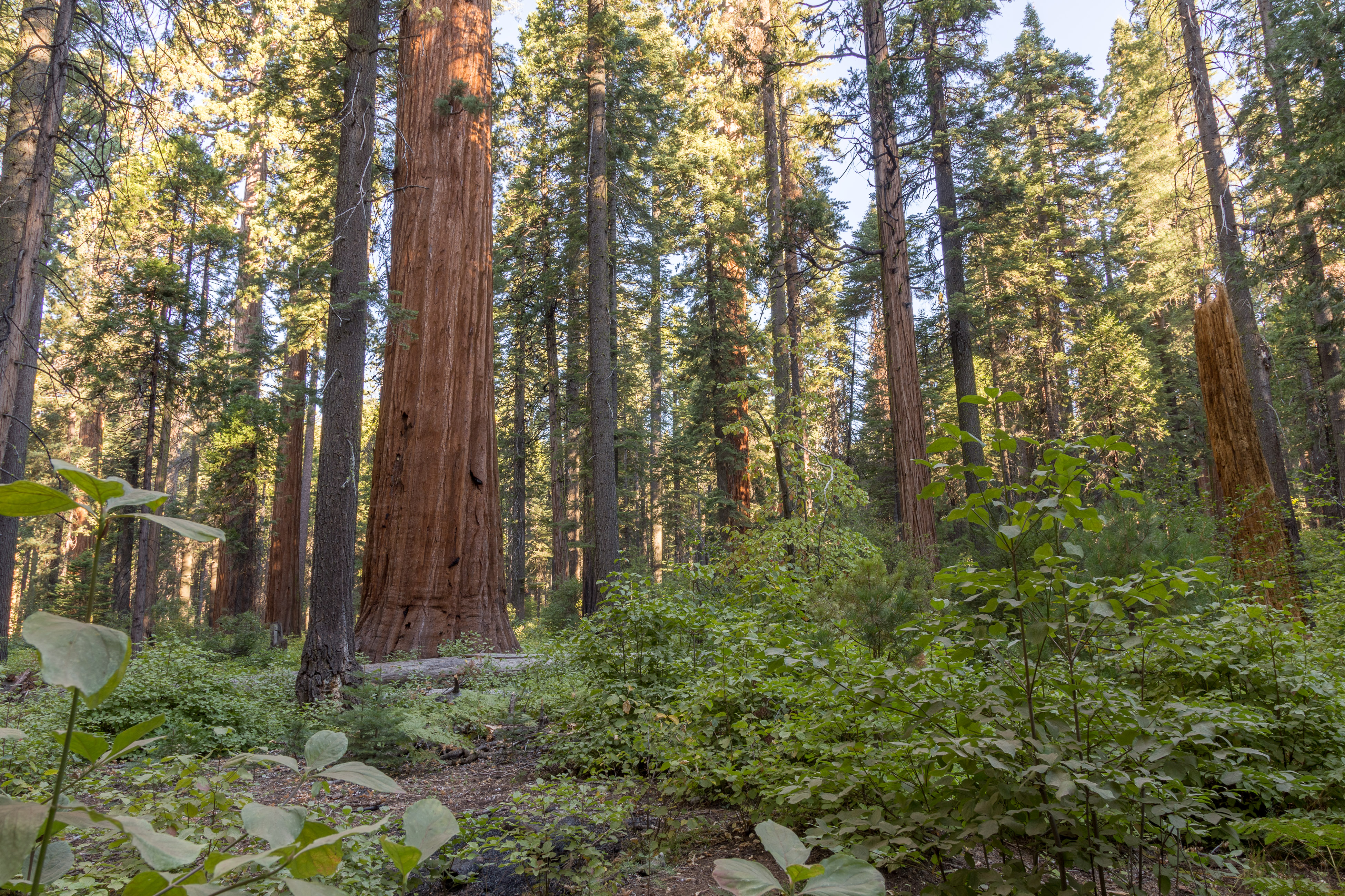 Yosemite Area Home 984833
