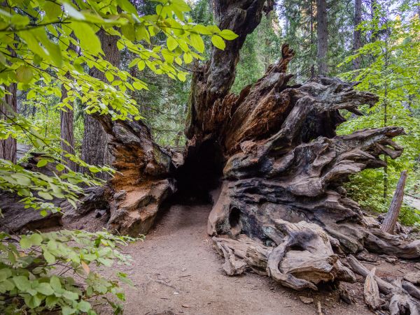 Yosemite Area Home 984839