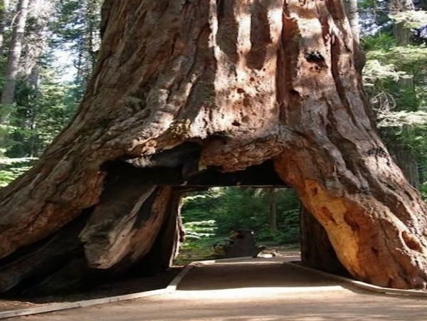 Yosemite Area Home 984847