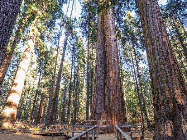Yosemite Area Home 984852