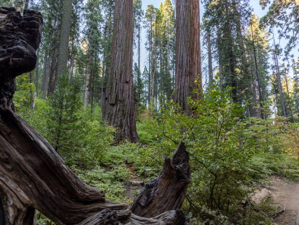 Yosemite Area Home 984858