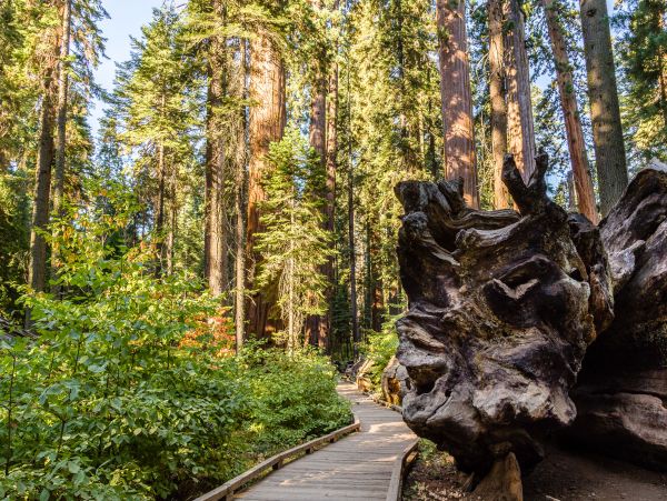 Yosemite Area Home 984880
