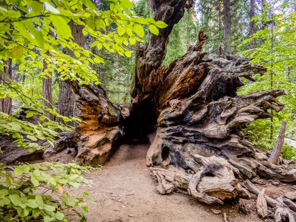Yosemite Area Home 984882