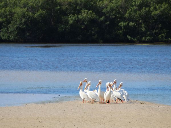Short Walk to Beach Sanibel Vacation Home Three Bedroom