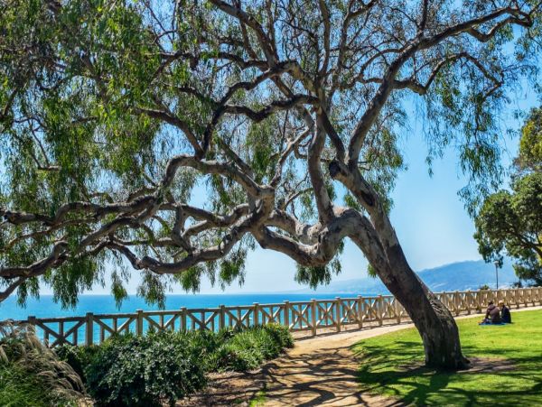 Gorgeous 4 Bedroom Home in Pacific Palisades Sleeps 8