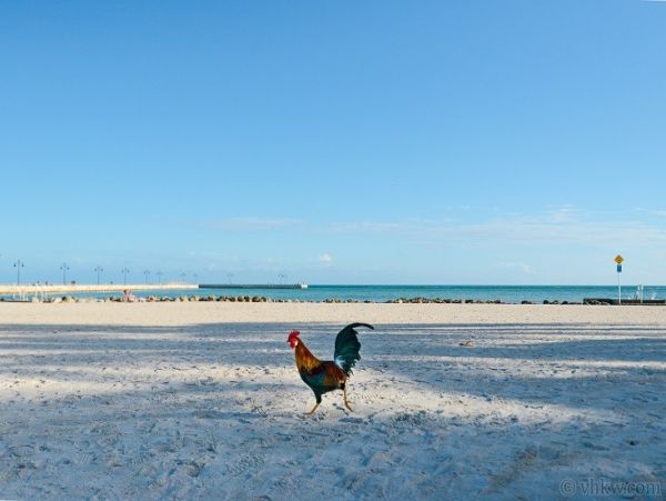 The Florida Keys Home 986622