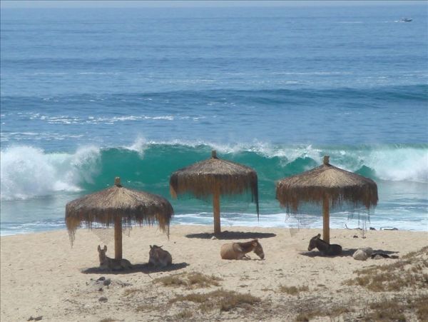Los Cabos Home 988593