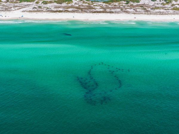 Beaches Of South Walton Condo 988765