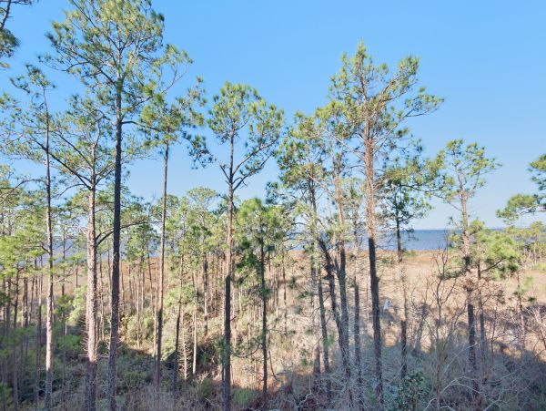 Beaches Of South Walton Condo 988777
