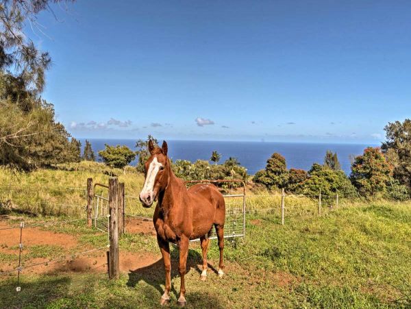 Kohala Coast Home 990166