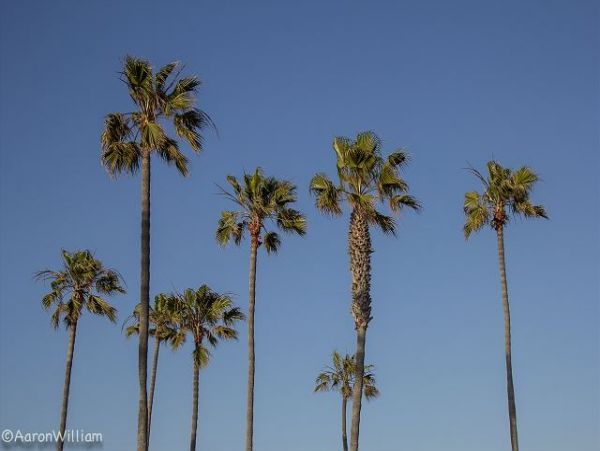 Newport Beach Home 991105