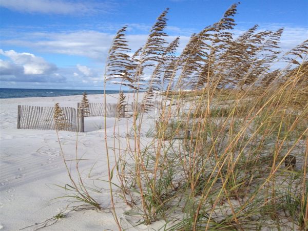 Alabama Beach Areas Home 992393