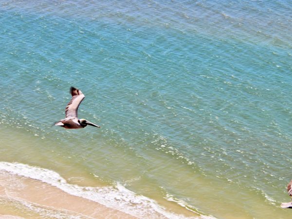Alabama Beach Areas Condo 992604