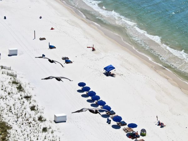 Alabama Beach Areas Condo 992715