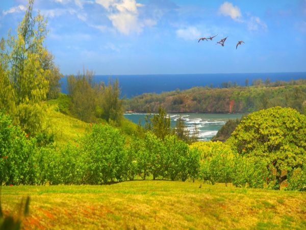 Hanalei Home 993051