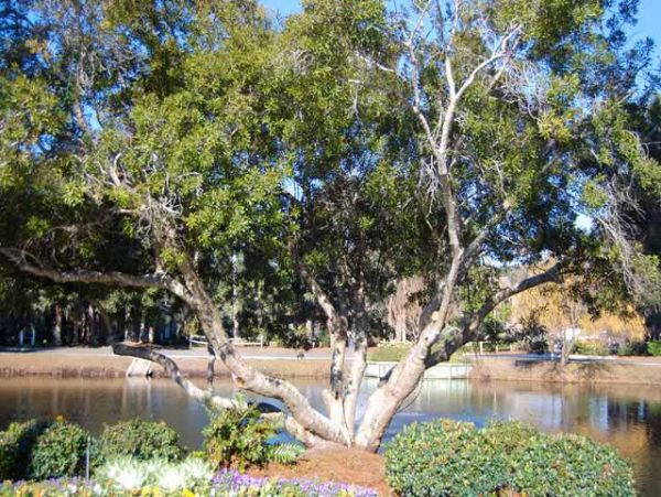 Hilton Head Condo 993380