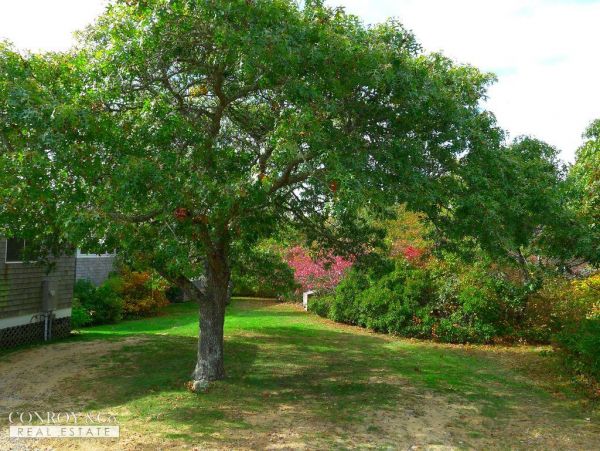 Cape Cod Home 994347