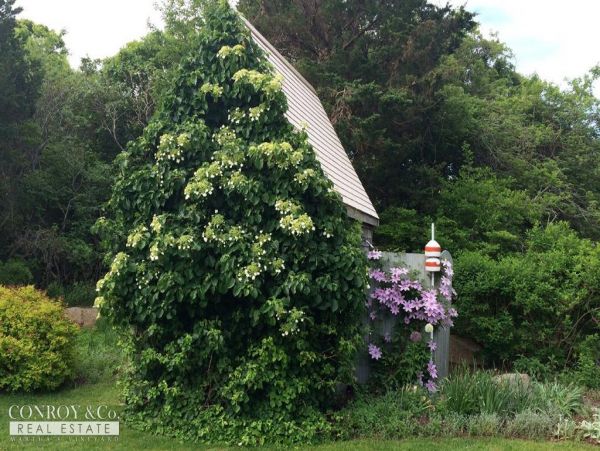 Cape Cod Home 994374