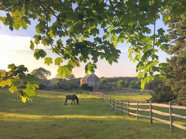 Cape Cod Home 994523
