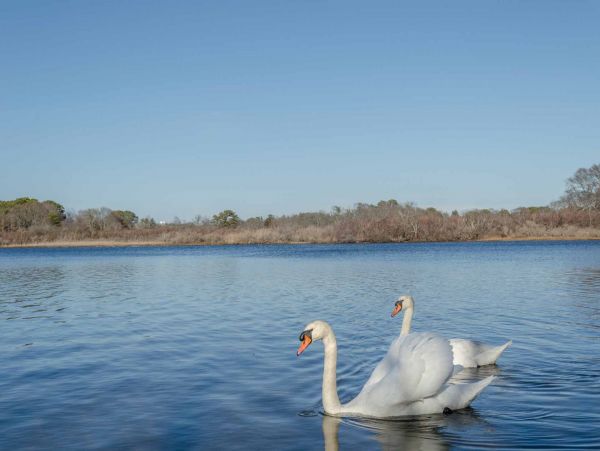 Cape Cod Home 994524