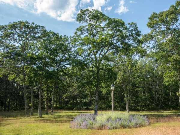 Cape Cod Home 994560