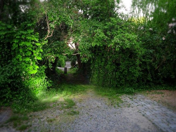 Cape Cod Home 994797