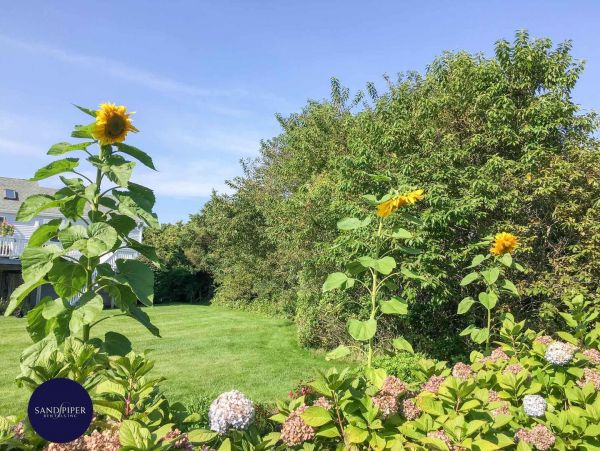 Cape Cod Home 994816