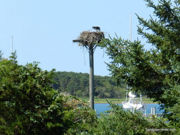 Cape Cod Home 995164