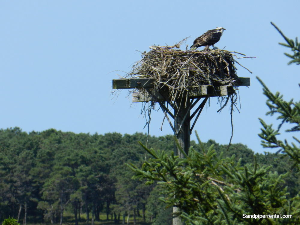 Cape Cod Home 995164