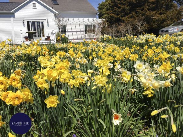 Cape Cod Home 995188