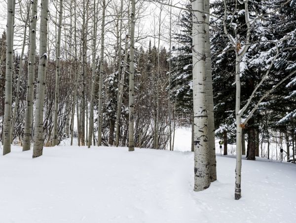 Aspen Home 995480